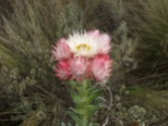 Flower on the flank of Kilimanjaro