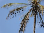 Weaver Birds Nests, Uluguru mountains