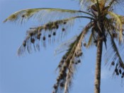 Weaver Birds Nests, Uluguru mountains