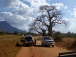 Baobab Tree, Uluguru mountains
